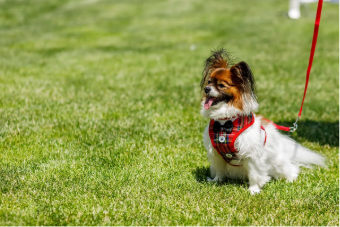 ペットウエディン可能！自然と笑顔になる非日常空間。 緑豊かな落ち着いた環境で ペットの ストレスもなくのびのびと過ごせます。 かわいい姿にゲストも思わずほっこり。